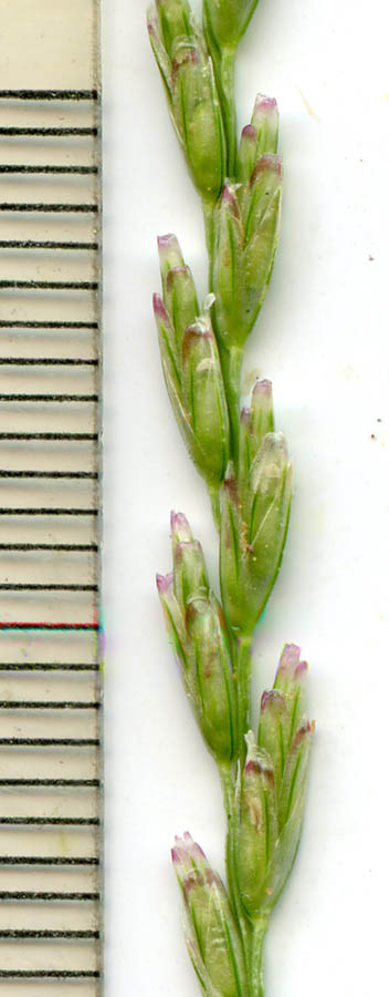  Disakisperma dubium (Kunth) P.M.Peterson & N.Snow